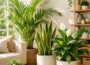 6 Air Purifying Indoor Plants