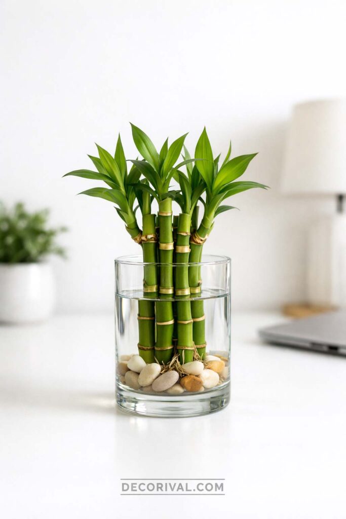 Lucky Bamboo Indoor Plant